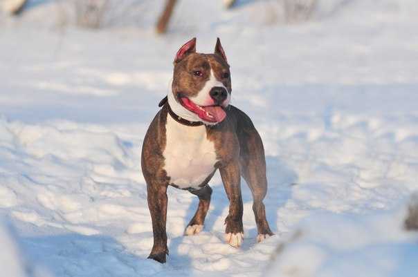 Koko Shanel s beregov Agideli | American Staffordshire Terrier 