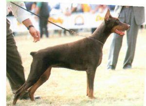 Katrina Krystal del Citone | Brown Doberman Pinscher