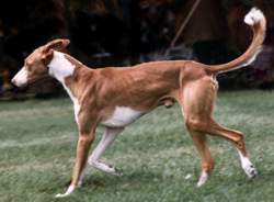 Amberlith Fenix of Five Alarm, FCH | Ibizan Hound 