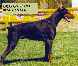 Crystal Conny del Citone | Brown Doberman Pinscher