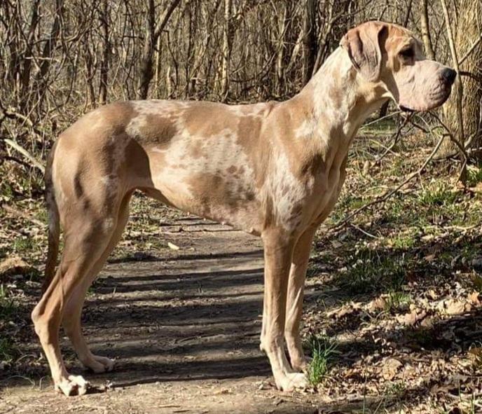 D N D's Lola Of Gd Of The Ozarks | Great Dane 