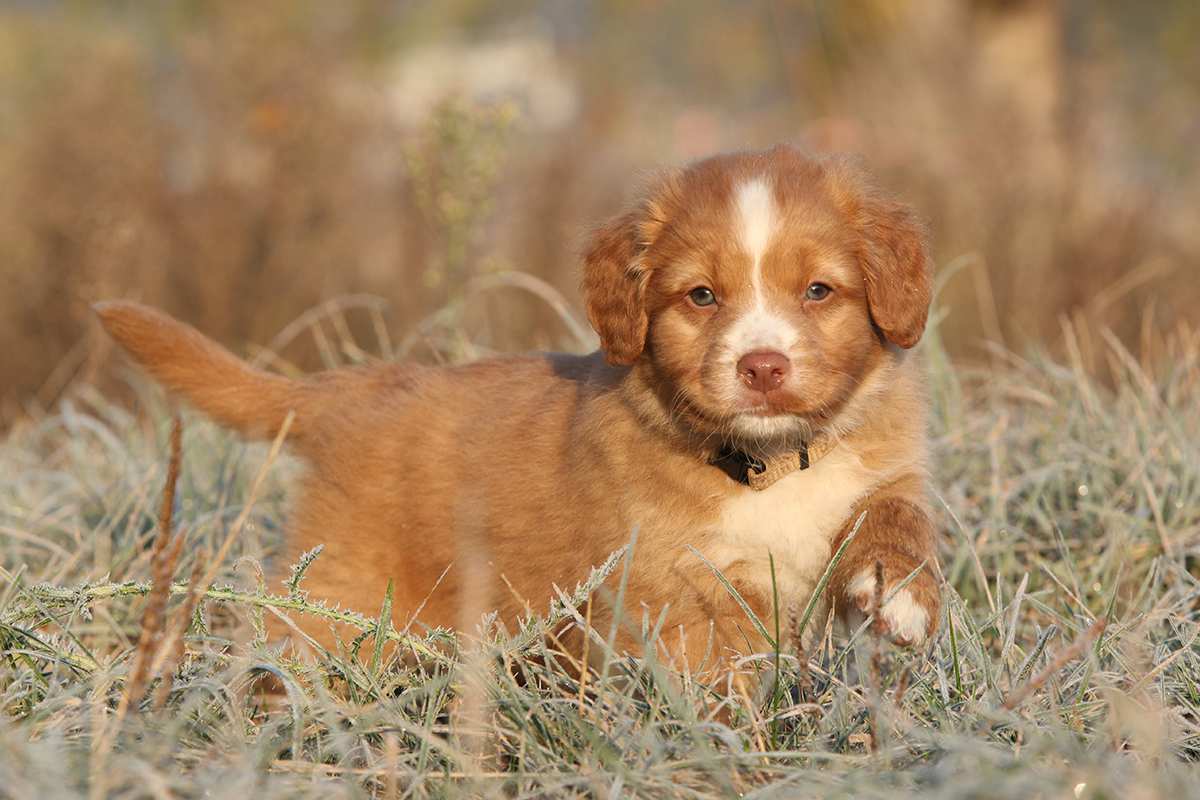 Nova Scotia Duck Tolling Retriever