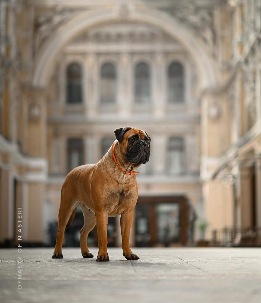 Apophe'oz Akemi Dynasty Of N'asteri | Bullmastiff 