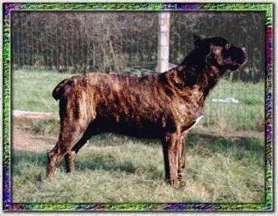 ASIA | Cane Corso 