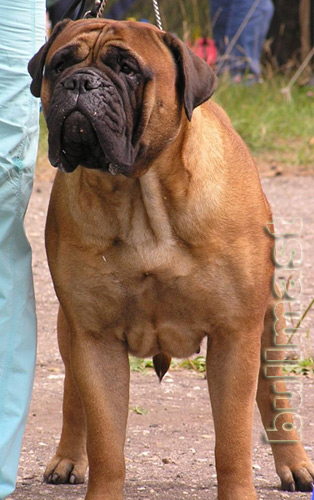 Bull Strong Klassika | Bullmastiff 