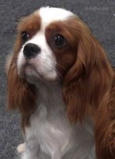 Charnell Frolic | Cavalier King Charles Spaniel 