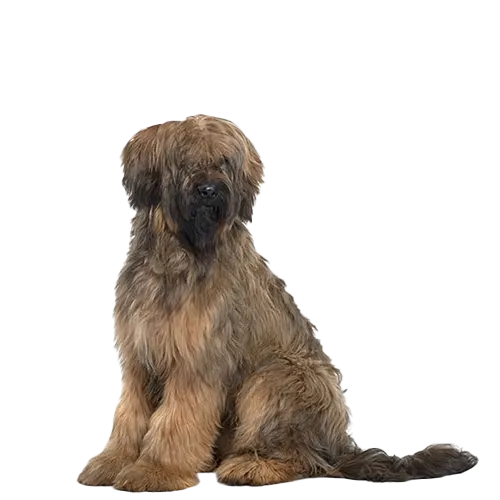 Briard