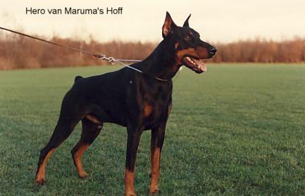 Hero v. Maruma's Hoff | Black Doberman Pinscher