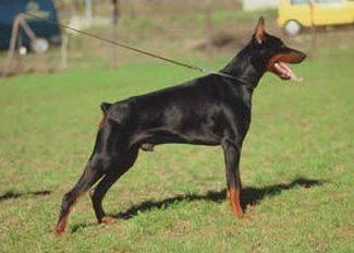 Dragon dei Sauli Grimaldi | Black Doberman Pinscher