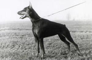 Farida di Stefusto | Black Doberman Pinscher