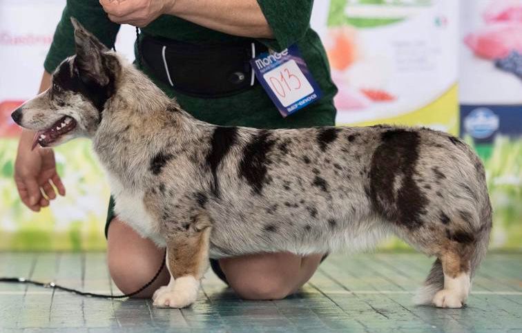 SEVASTOPOLSKIY VAL ZHAZHDA SLAVY | Cardigan Welsh Corgi 