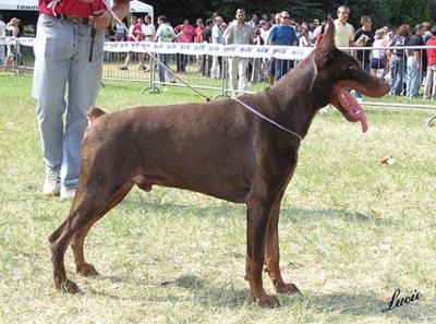 Figaro Steinhage-Grad | Brown Doberman Pinscher