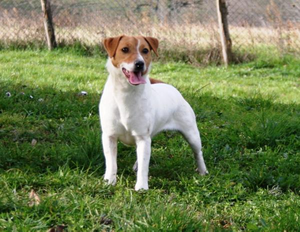 NEFERTARI ROYAL JACK DI SAN RUFFINO | Jack Russell Terrier 