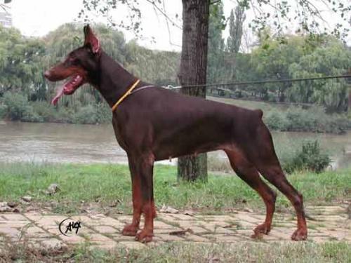 Tahi-Réme Opium | Brown Doberman Pinscher