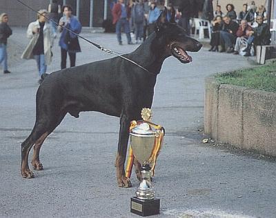 Navarre di Villa Castelli | Black Doberman Pinscher