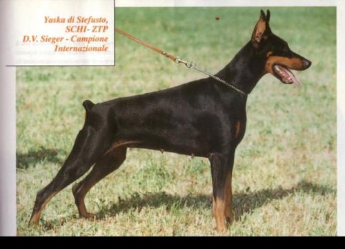 Yaska di Stefusto (DS 114663) | Black Doberman Pinscher