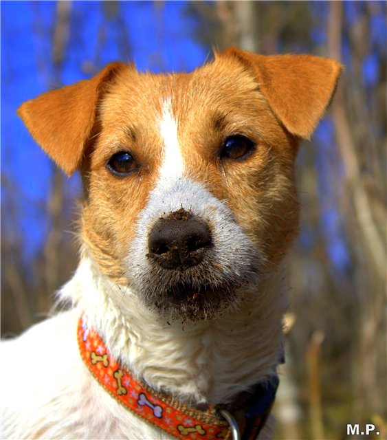 Kindred Soul Ready To Rumba | Jack Russell Terrier 