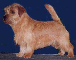 Allright Charly Chaplin | Norfolk Terrier 