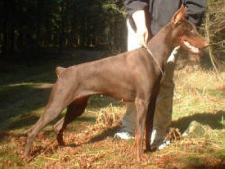 Tahi-Réme Beverly | Brown Doberman Pinscher