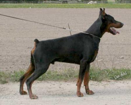 Tahi-Réme Devil | Black Doberman Pinscher