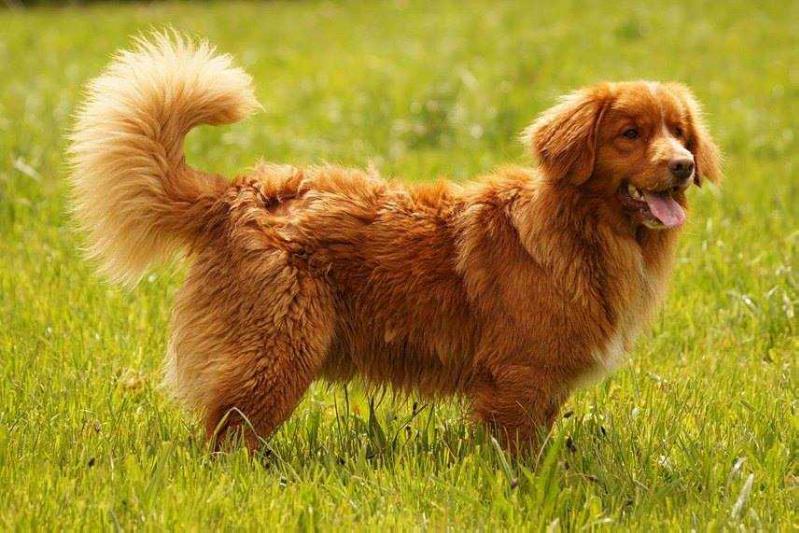 Canis Amicus Hitaca | Nova Scotia Duck Tolling Retriever 