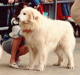 Uchan de Montbernes | Great Pyrenees 