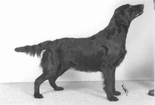 Quills Anna Pavlova | Flat-Coated Retriever 