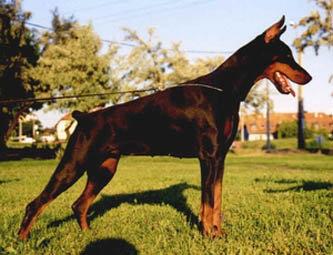 Tahi-Réme Caramel | Black Doberman Pinscher