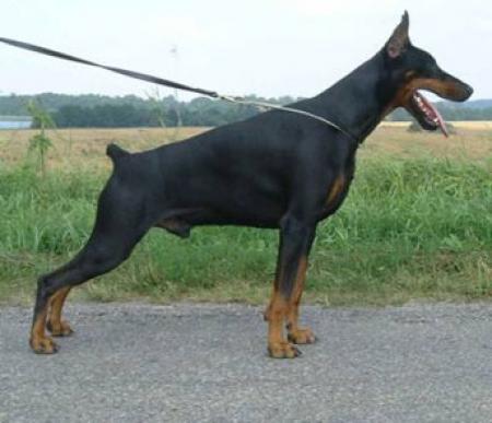 Tahi-Reme Lucifer | Black Doberman Pinscher