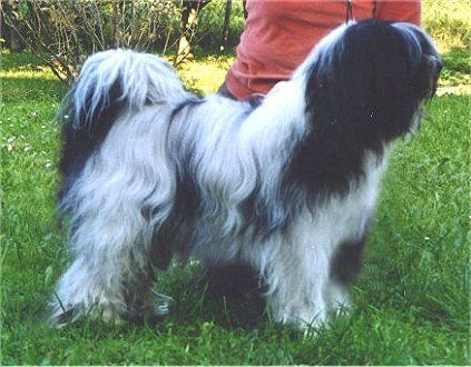 SITATARA A-TI-MU-VER | Tibetan Terrier 