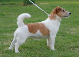 Kinapak Kas Katoomba | Jack Russell Terrier 