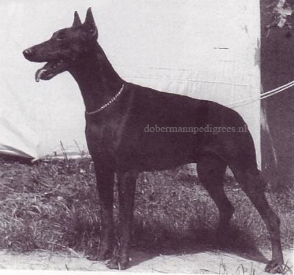 Doberhill Black Elfi | Black Doberman Pinscher