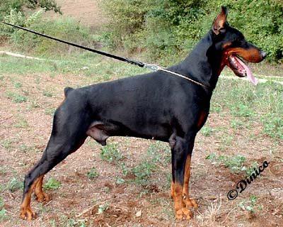 Brin Ginga House | Black Doberman Pinscher