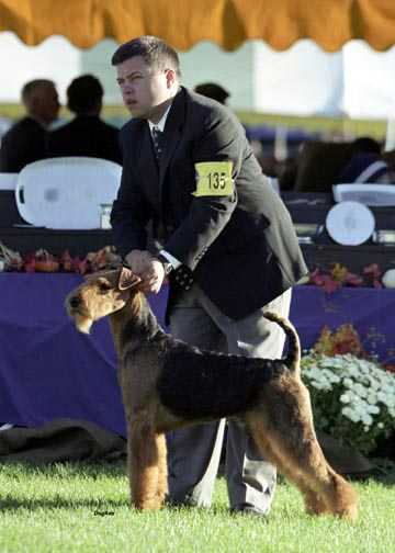 Talydale Friar Tuck From Stargus | Airedale Terrier 