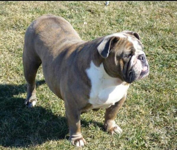 POPPA'S TREASURE | Olde English Bulldogge 