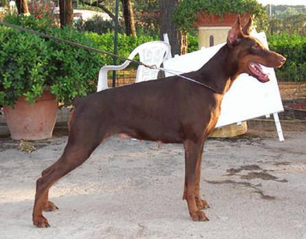 Qregina di Prisconte | Brown Doberman Pinscher