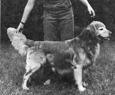 Ciadar Tintinabulation * | Golden Retriever 
