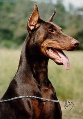 O'Shira v. Hof ter Eeckhout | Brown Doberman Pinscher