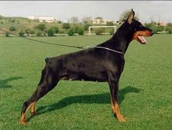 Udina v. Hof ter Eeckhout | Black Doberman Pinscher