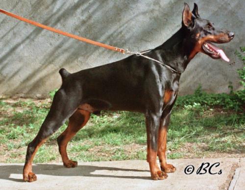 Rhesa v. Franckenhorst | Black Doberman Pinscher