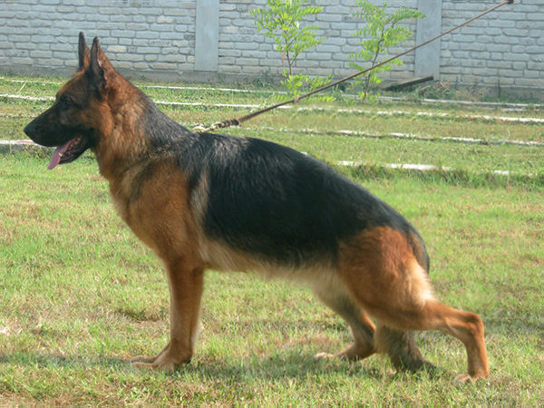 Koko vom Holtkämper See | German Shepherd Dog 