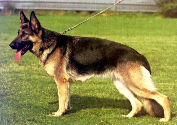 Zolli von der Zuchtspitz | German Shepherd Dog 