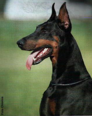 Pathy v. Roveline | Black Doberman Pinscher