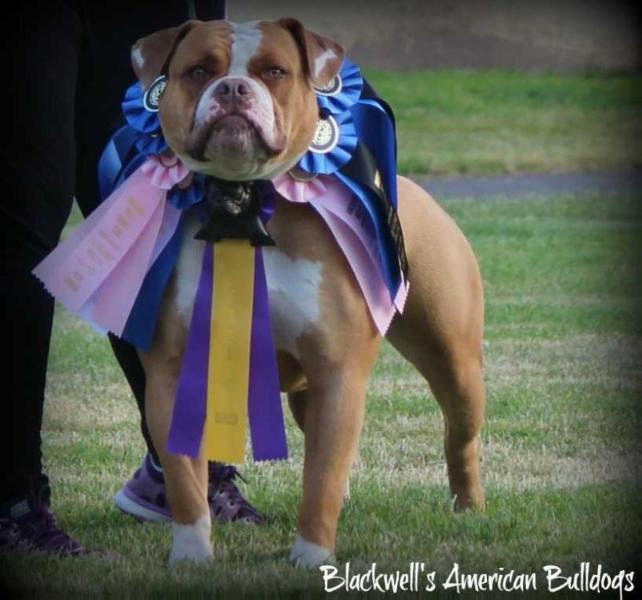 Blackwell's High Voltage | American Bulldog 