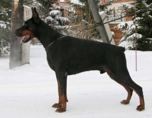 Graphic Line Favorit | Black Doberman Pinscher