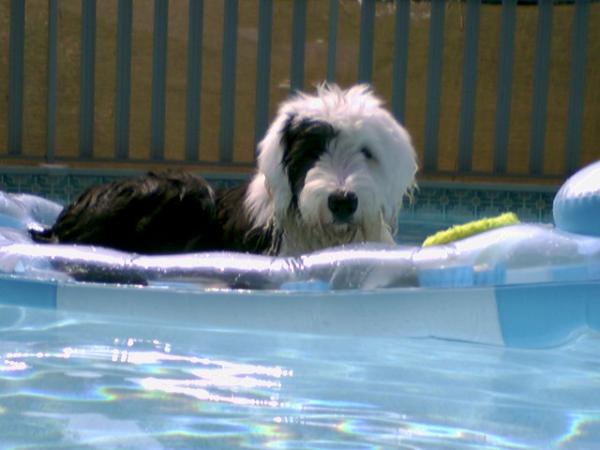 Hatch Valley Mojo | Old English Sheepdog 