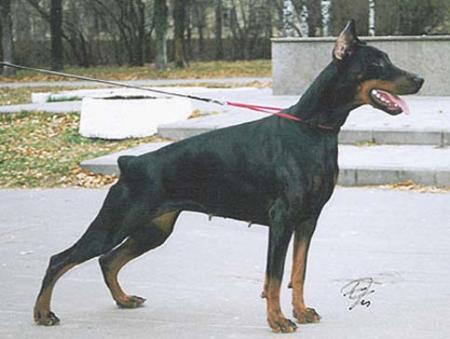 Rossiiskiy Kolorit Aelita | Black Doberman Pinscher