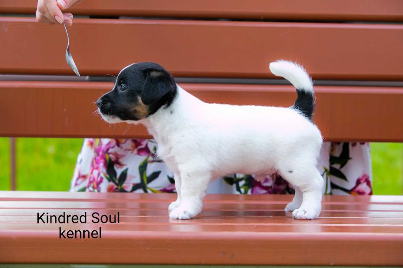 Kindred Soul Premier League Player | Jack Russell Terrier 