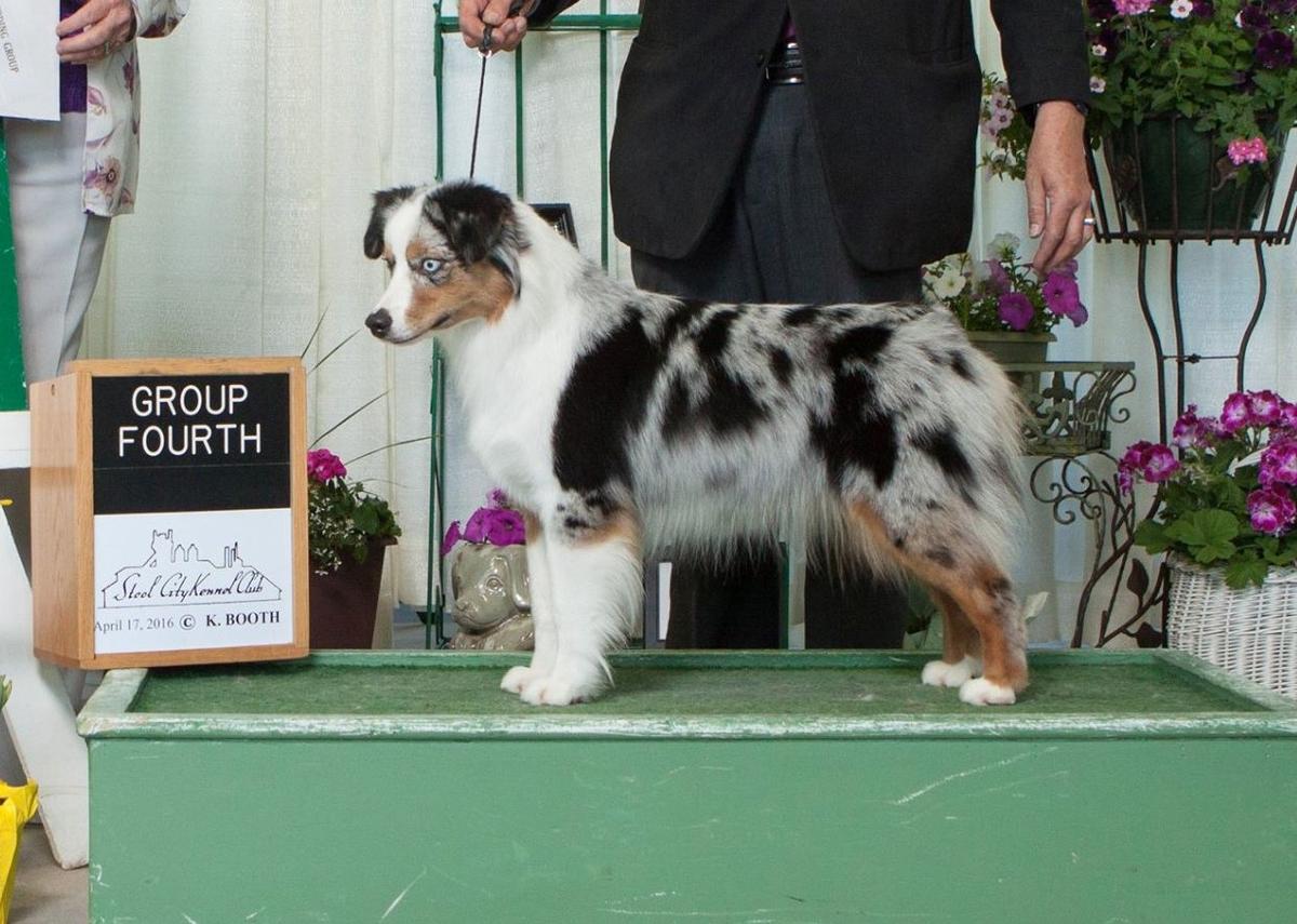 Ketadog Strawberries And Cream | Australian Shepherd 