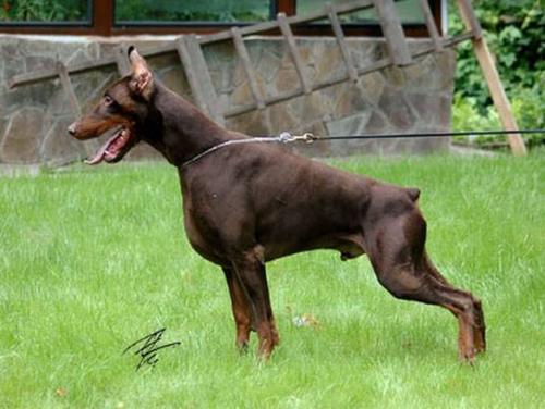 Punsh iz Doma Domeni | Brown Doberman Pinscher